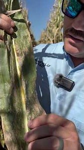Managing Tar Spot in Corn