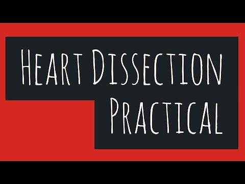The Heart Dissection-Biology Leaving Cert