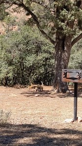 Celebrate World Coatimundi Day! If you're interested in Arizona’s unique and diverse wildlife species, you’re going to love the coatimundi. Learn about what they eat, where they live, and more at azstateparks.com/coatimundi. Remember to admire these awesome animals from a respectful distance and never attempt to feed them. 📹: Instagrammer @jaderunningwild at Tonto Natural Bridge State Park | Arizona State Parks