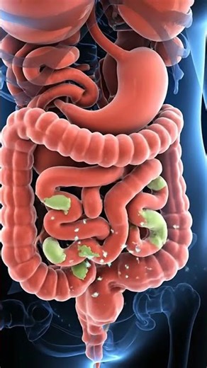 Digestive System Anatomy: How Your Body Breaks Down Food #short