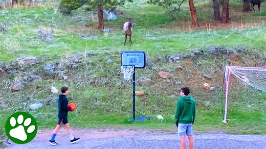 Wild elk plays soccer with kids in a magical moment