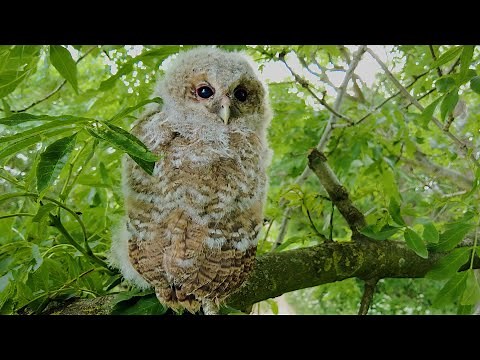 Tawny Owl Chicks Flourish Against All Odds | Full Story | Bonnie & Ozzy | Robert E Fuller