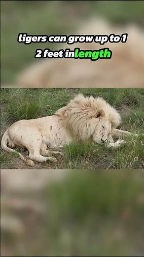 Top Ten Rare Hybrid Animals: The Liger