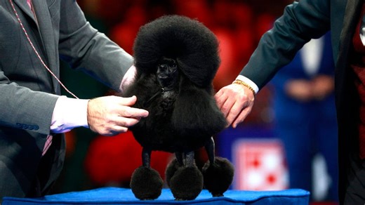 2025 National Dog Show: Complete results from this year's competition in Philadelphia