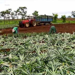1.1M views · 1.1K shares | Do you know how pineapples are harvested? | Cheddar Gadgets | Facebook