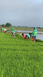 63K views · 2.8K reactions | Naranasan moh din ba mag ulam ng Toyo mantika ,bagoong suka,choco bot oh barnats,oh kape,? #highlighteveryone #pafollowandshare #kalendingkoring | kalending koring | Facebook