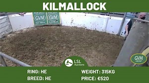LIVE from Kilmallock Mart! Cows, Bulls, Dairy, Sucklers and Heifers now on sale, get bidding over at www.lslauctions.com! Sales catalogue available at https://www.lslauctions.com/OnlineCatalogue-M170 | LSL Auctions | Facebook