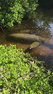 7.7K views · 565 reactions | Florida Manatee minute…. Come enjoy your USFWS National Wildlife Refuge System managed by U.S. Fish and Wildlife Service! | J.N. “Ding” Darling National Wildlife Refuge (Official) | Facebook