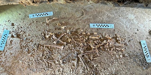 Skeleton of 26,000-year-old red fox unearthed in Utah cave among oldest in North America