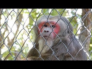Stump Tailed Macaque | stump tailed macaque monkey world