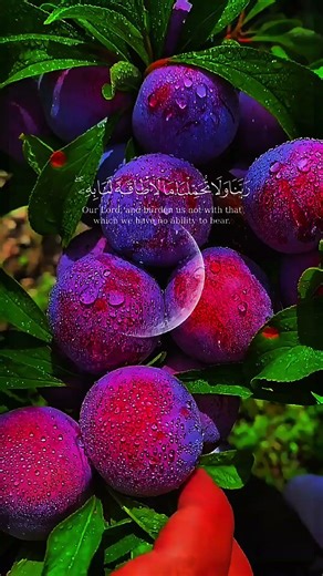 This Quran Recitation Will Touch Your Heart 🤍 | Beautiful Quran Voice #duet #islamicshorts