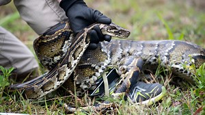 Desperately seeking pythons: 5 ideas the state is considering to see - and capture - snakes