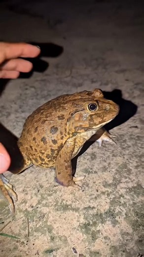 Bonk Bonk the frogs funny |Bullfrog and Toadfunny fly or jump | Animal for fun |Funny 🐸👀😱🤯 #shorts