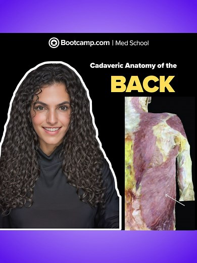 Med School Bootcamp on TikTok