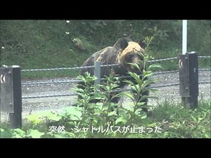 知床で野生のヒグマに出会った
