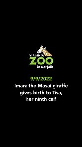 1.7K views · 79 reactions | We're still in awe of what happened one month ago today - the birth of Tisa the Masai giraffe! We've been asked if we had a video of the birth, and are happy to now share this experience with all of our Zoo Fans! Watch to see Imara's strength and perseverance as she brought her ninth "serendipitous" calf into the world on 9/9/2022 with a supportive audience. ❤️ Viewer discretion is advised. | The Virginia Zoo | Facebook