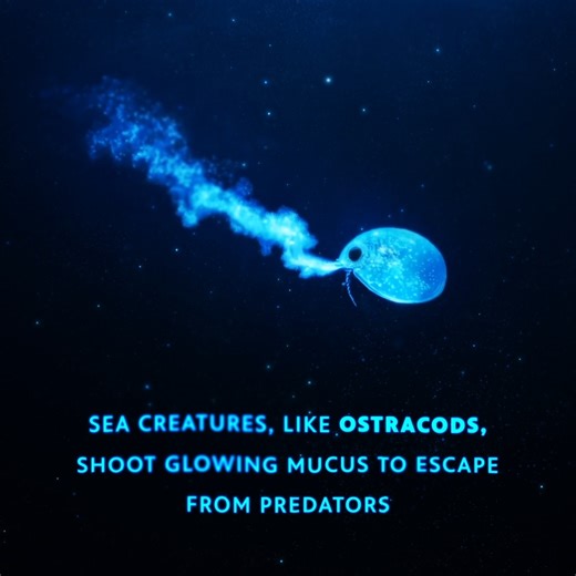 47K views · 387 reactions | Fireflies, jellyfish, and even platypuses glow.  If you could glow, what color would you choose? | PBS | Facebook