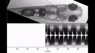 The tiny fish Danionella cerebrum, less than 12 mm long, produces sounds exceeding 140 decibels. How? In this slowed-down video, a fish is seen using its swim bladder as a drum, hitting it with cartilage launched from specialized ribs. In PNAS: https://ow.ly/oym550QKJK9 | PNAS