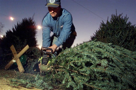 Find a perfect tree. Visit these Middle Tennessee Christmas Tree Farms