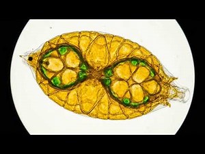 The Invisible Glass Artists: Diatoms Create Perfect Geometry for 200 Million Years | 4K Microscopy