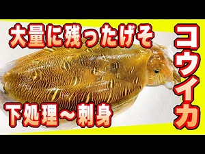 コウイカ下足レシピ 意外と苦戦するイカ下足の下処理を簡単解説 アオリイカ コウイカ【下足酢味噌和えと下足握り】