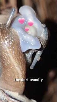 This Snail Shoots Love Darts to Control Mating 💘🐌 (Wild Animal Facts)