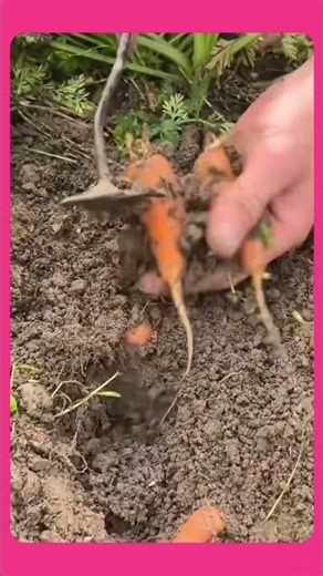 A simple setup using tools and a carrot, turning it a playful, creative object for fun experiments.