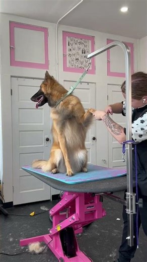 Kahlúa, the Belgian Tervuren