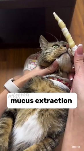 Mucus Extraction from Cats: A Care Guide