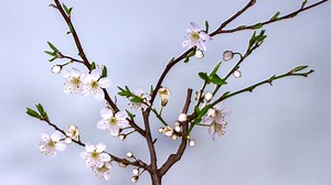 Plum Blossom, Blossom, Bloom. Free Stock Video