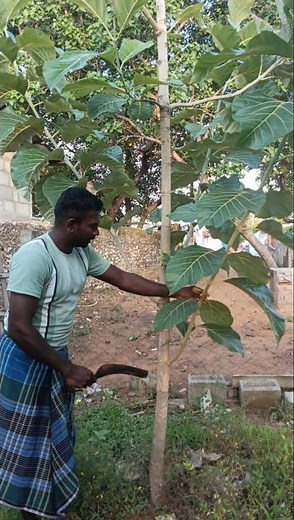 தேக்கு மரம் பராமரிப்பு இரட்டிப்பு லாபம்#shorts#thekku tree#farming #viral #trending