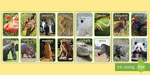 Zoo Animals Photo Flashcards