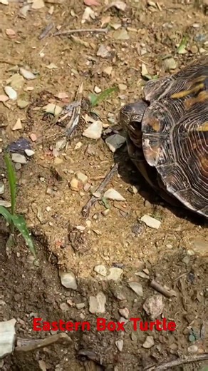 Eastern Box Turtle in edge habitat ‪@dayhikingandherpingdudes‬