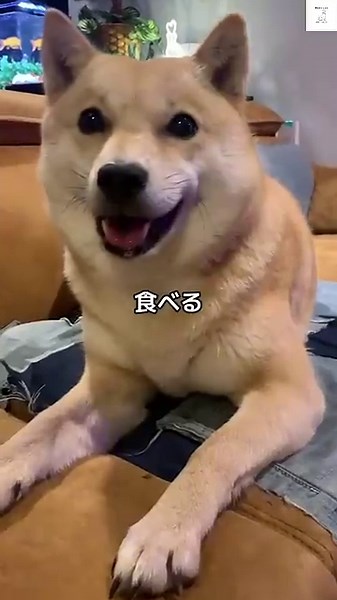 『食べる』『食べれる』って喋る犬が凄すぎる😂 #犬 #犬のいる暮らし #おもしろ #いぬ #かわいい