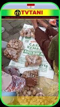 Pasar sayur Plaosan, Magetan Jawa Timur #tvtani #pertanian #sayurpasar #farming