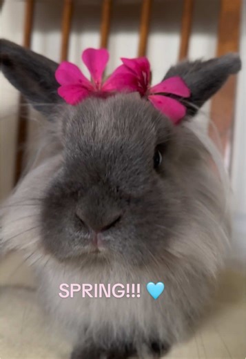 🐰 It’s Spring!!! 🌺 🌼 🌹 #spring #bunny #cute #flowers #Stormy