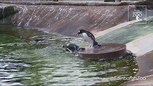 Many of you enjoyed watching the Gentoo penguins enjoying their new float, so as a mid-week treat we thought you might like to see some of the outtakes that didn't make the final edit. | Edinburgh Zoo