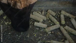 Cows wagyu eating corn food and food at Farm, Cow wagyu japanes mix thai.