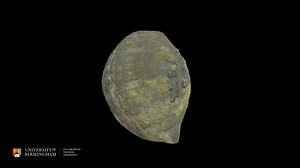 Brachiopod: Eoplectoonta - 3D model by CTL, University of Birmingham (@CTL_UoB)
