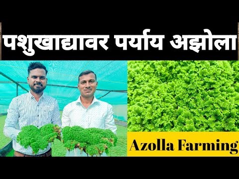 पशुखाद्यावर एक प्रभावी उपाय #अझोला शेती | #Azolla Farming in India |Azolla A To Z information