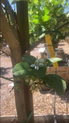 Mexican lime tree with flowers and limes growing on it