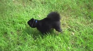 Handstand Pee Pee Puppy