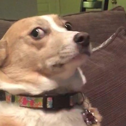 8.9M views · 78K reactions | It's time to go to the Dog Park!  | America's Funniest Home Videos | Facebook