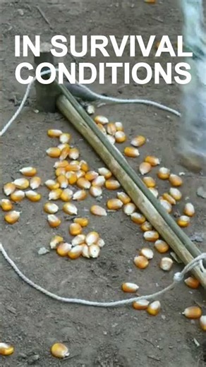 Catch a squirrel to survive? #education #survival #trap #outdoors