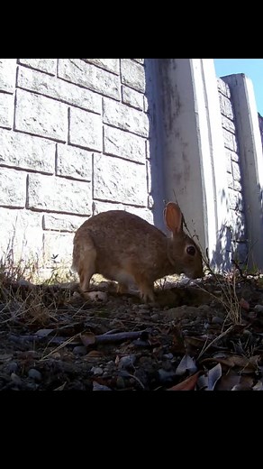 Bunny Starts Digging A Hole | Min N Mundt