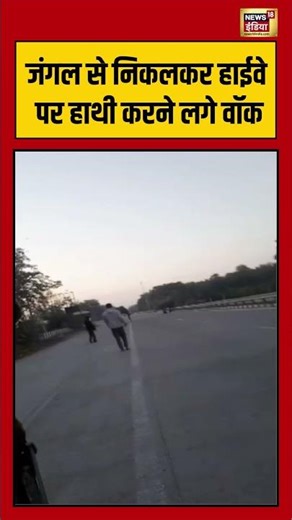 जंगल से निकलकर हाईवे पर हाथी करने लगे वॉक | #viralvideo #viralnews #shorts