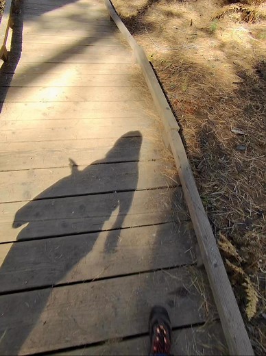 On the trail again at Calaveras Big Trees State Park today. #calaverascounty | Doug Reagin