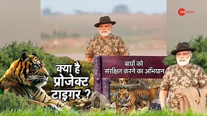 50 years of Project Tiger: Here's how India rescued its national animal from the brink #ProjectTiger for more videos: https://bit.ly/2skyqg0 | Zee News English