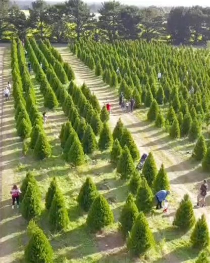 Christmas Tree Farm on Reels