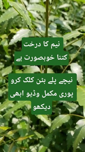 neem tree benefits for health | amazing benefits of neem leaves | why neem #neem #neemtree